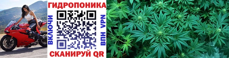 Бошки Шишки план  Купить закладки  Кедровый 